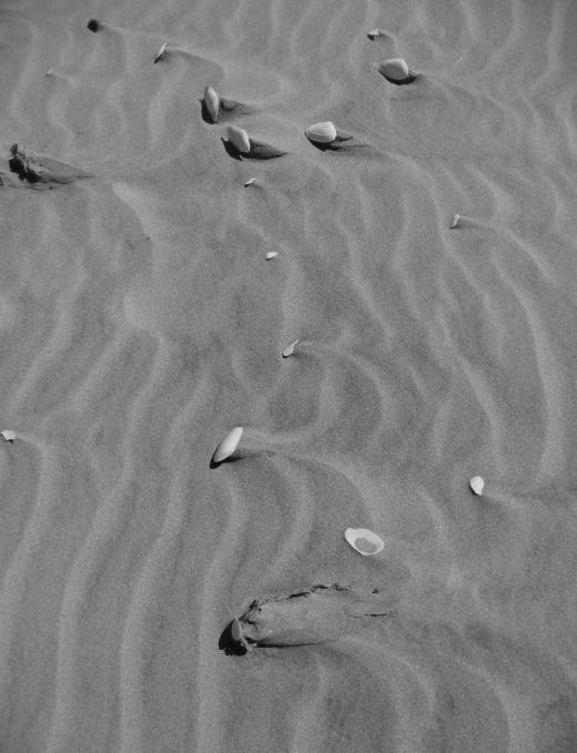 shells and sand_Farewell Spit